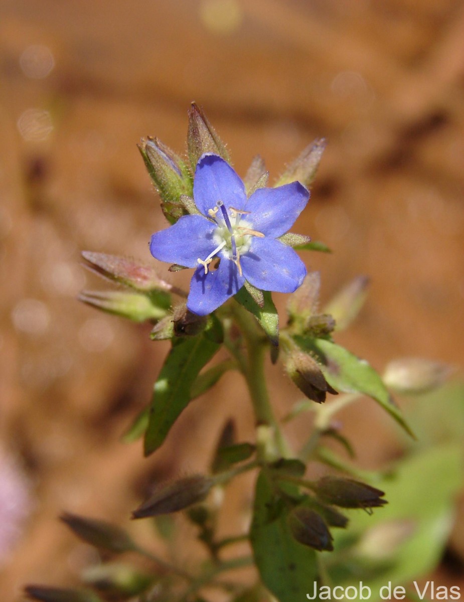 Hydrolea zeylanica (L.) Vahl